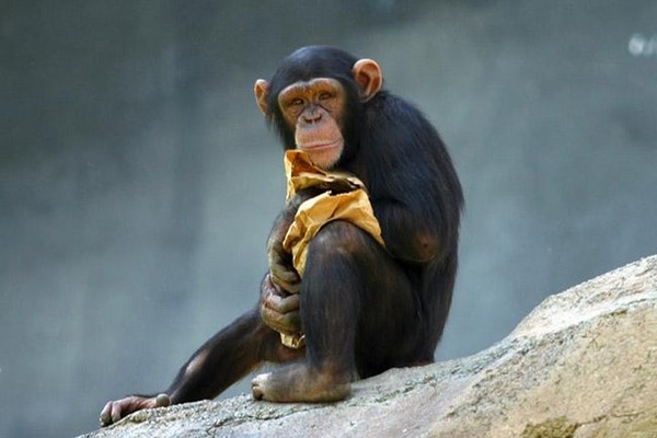 common-chimpanzee-photo-1