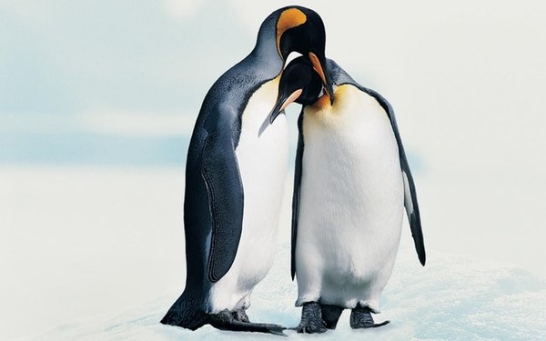 penguin-freestyle-list-photo-u6