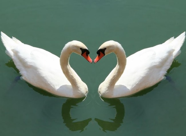 swan-freestyle-list-photo-u2