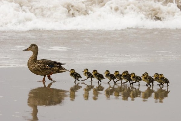 duck-and-ducklings-photo-u1