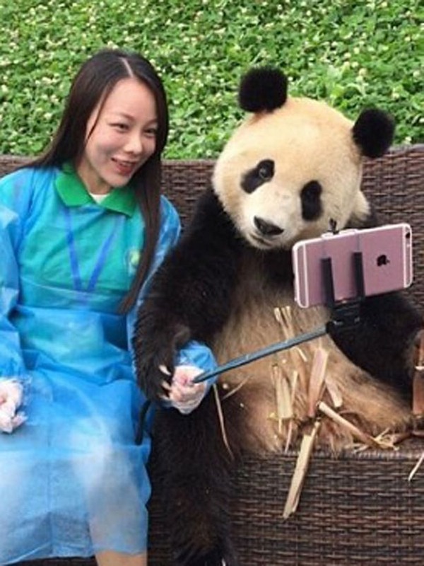 Clever-giant-panda-knows-how-to-pose-for-selfies-with-tourist